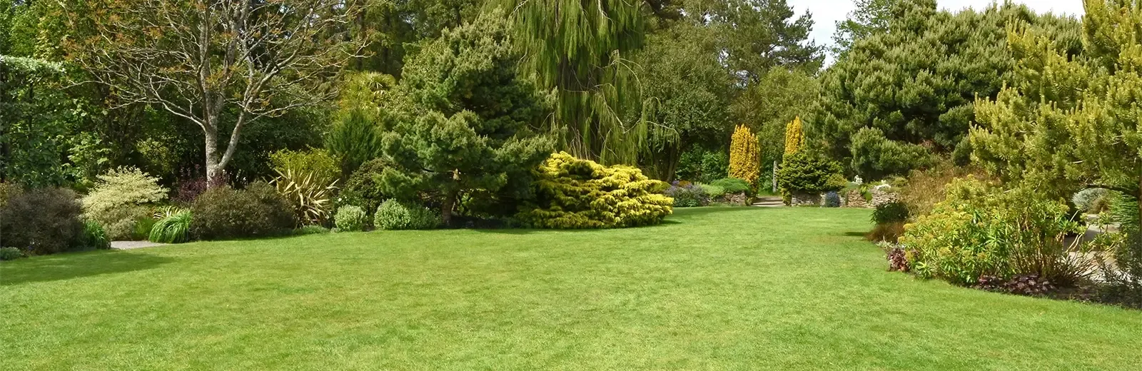 trees and shrubs